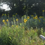 Accommodatie bij particulieren De Museumkamer Den Burg