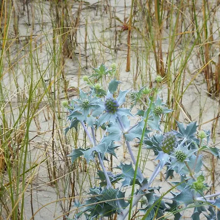 De Museumkamer Den Burg