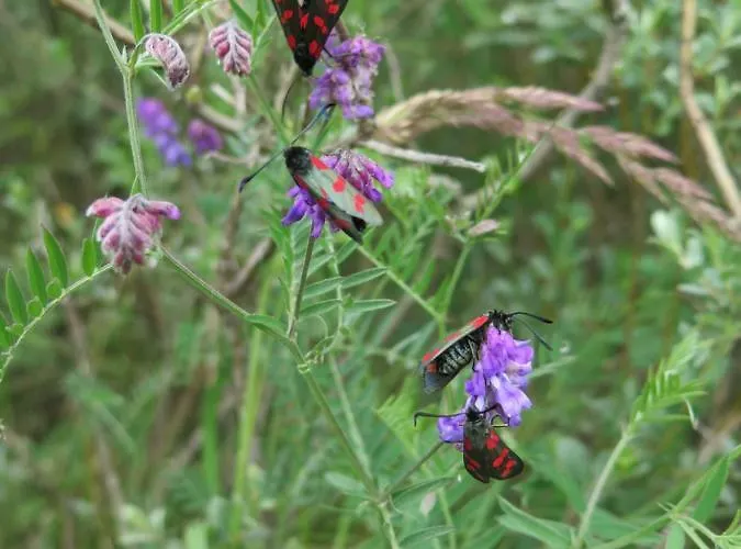 Accommodatie bij particulieren De Museumkamer Den Burg